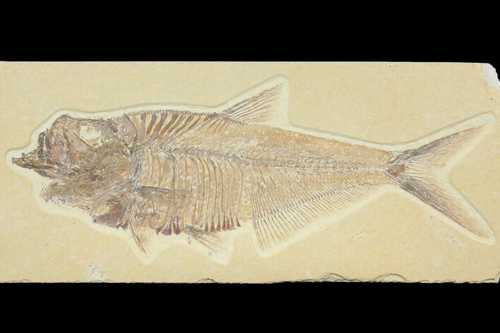 Beautiful, Diplomystus Fossil Fish - Wyoming #116769